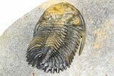 Flying Hollardops Trilobite With Gerastos - Multi-Toned Shell #384186-6
